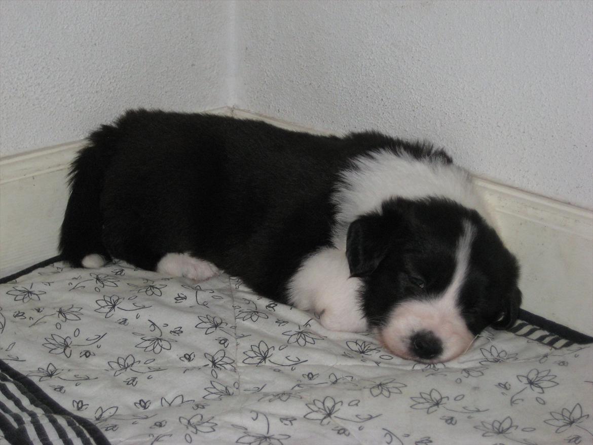 Border collie Mille billede 4
