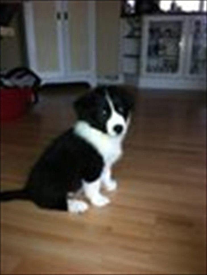 Border collie Mille billede 5