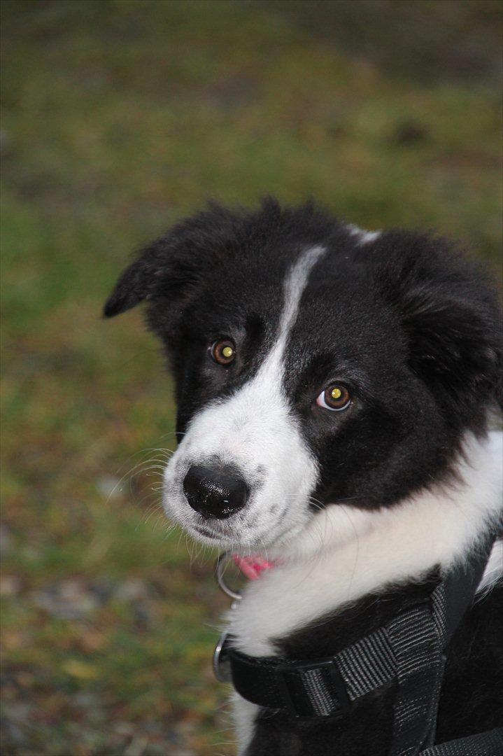 Border collie Mille billede 6