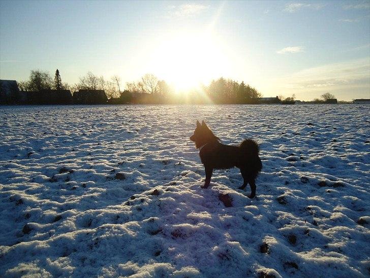 Schipperke Pri-wat Emil (Ludo) - det er min by, byen er ørtoft, og det er MIN by. Jeg er konge. jeg er størst..  billede 11