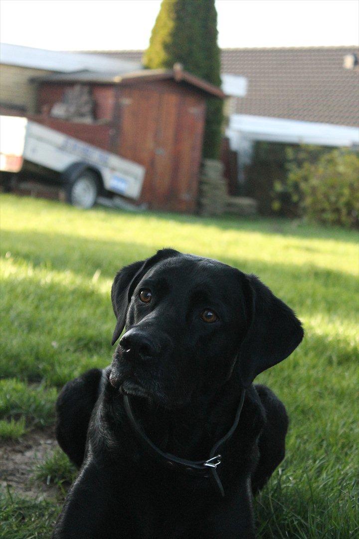 Blanding af racer baloo billede 16