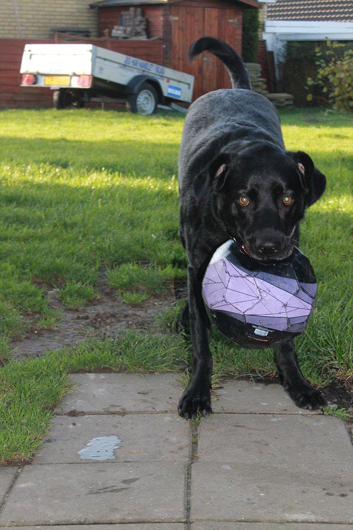 Blanding af racer baloo billede 17