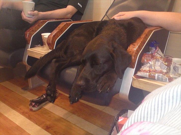 Blanding af racer baloo billede 18