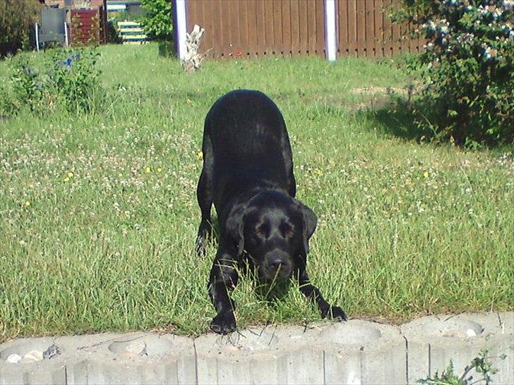 Blanding af racer baloo billede 19