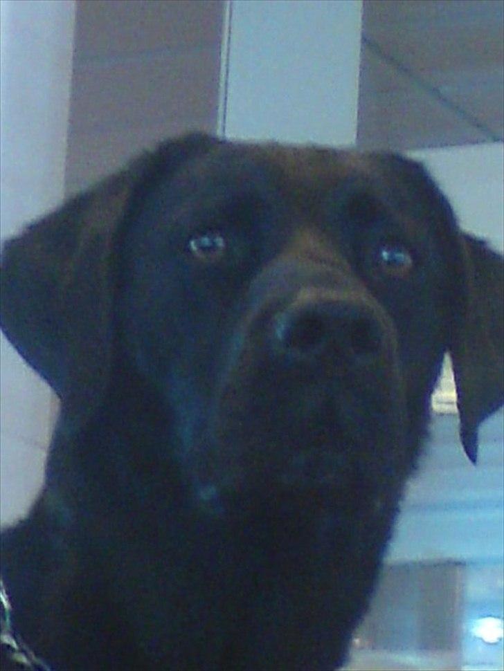 Blanding af racer baloo billede 20