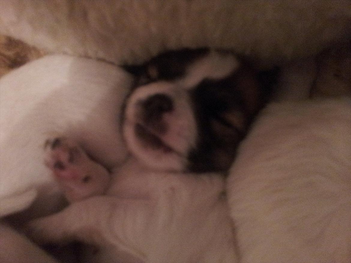 Chihuahua Ludvig billede 2