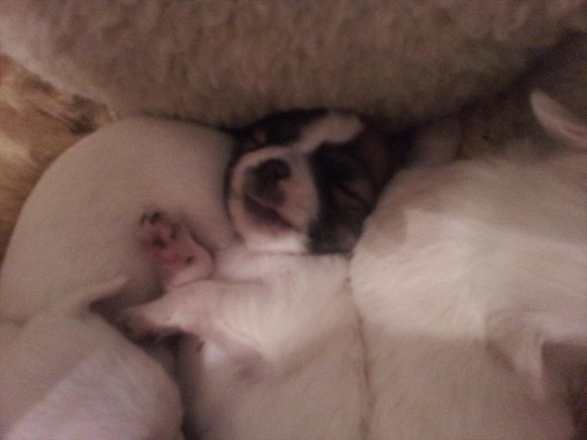 Chihuahua Ludvig billede 3