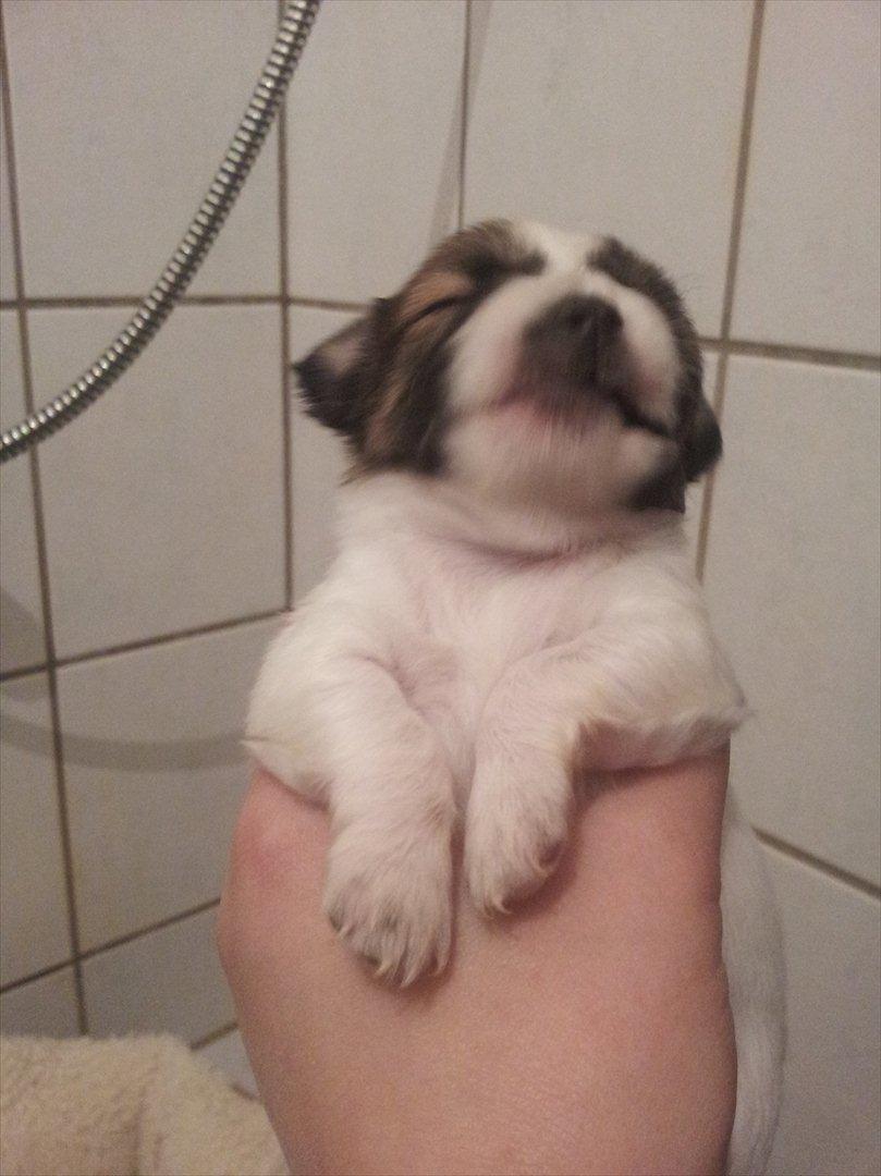 Chihuahua Ludvig billede 4