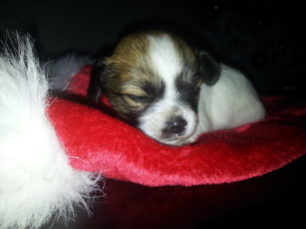 Chihuahua Ludvig billede 5