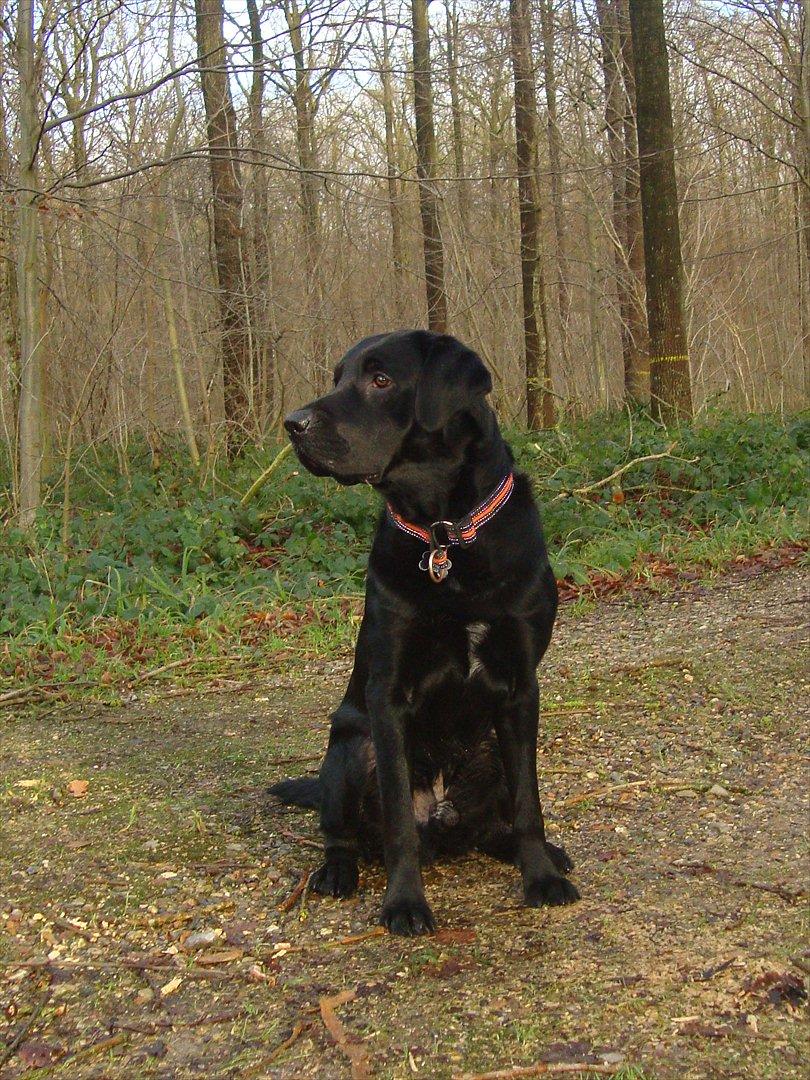 Labrador retriever Basse billede 2