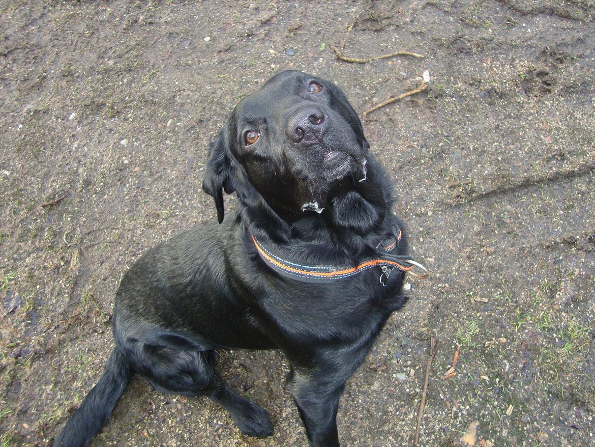 Labrador retriever Basse billede 3