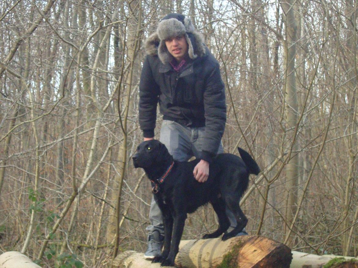 Labrador retriever Basse billede 4