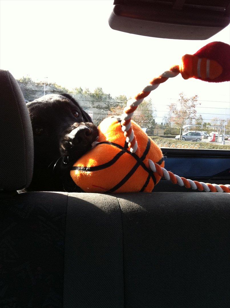 Labrador retriever Basse billede 5