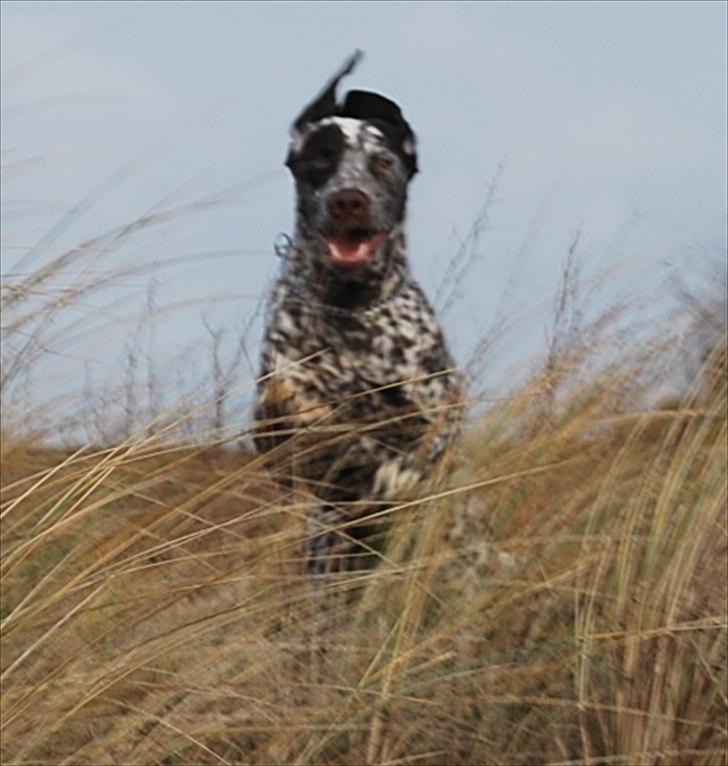 Blanding af racer Sonja  billede 18