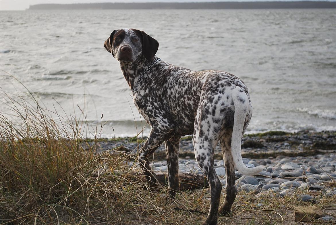 Blanding af racer Sonja  billede 19