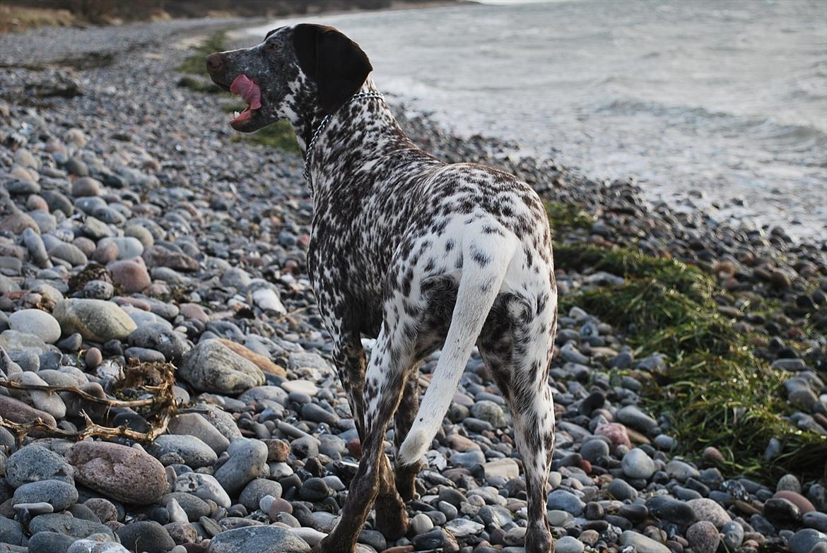 Blanding af racer Sonja  billede 20