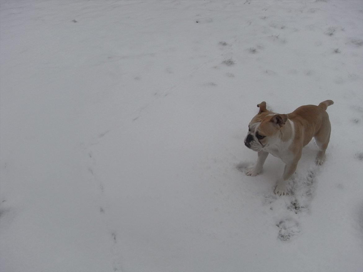 Engelsk bulldog Zindy billede 5