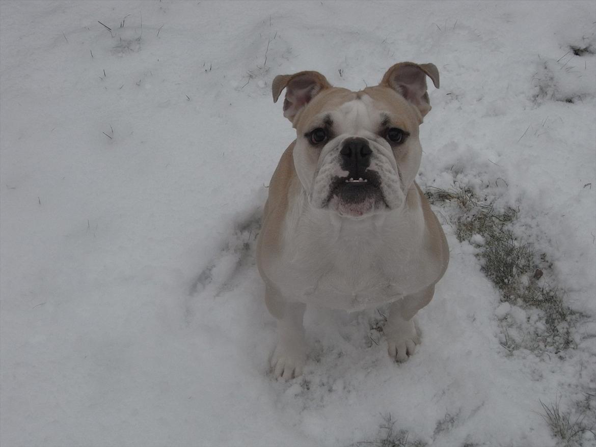 Engelsk bulldog Zindy billede 1