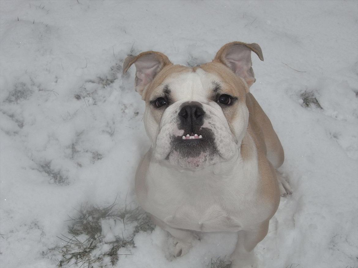 Engelsk bulldog Zindy billede 4