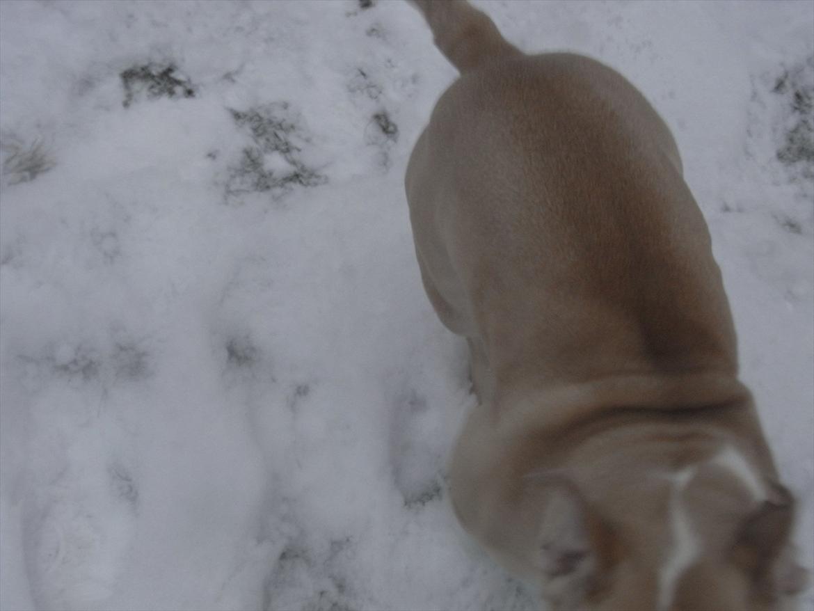 Engelsk bulldog Zindy billede 6