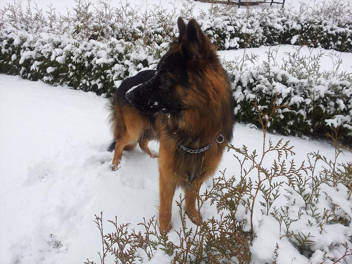 Schæferhund Rex billede 14