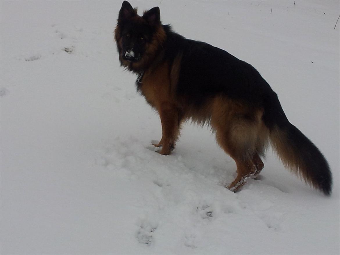 Schæferhund Rex billede 15