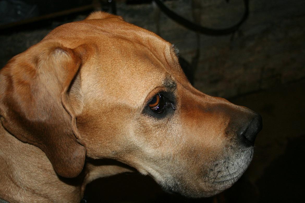 Grand danois zeus billede 17