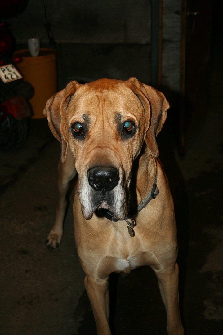 Grand danois zeus billede 18