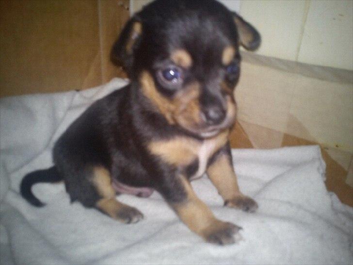 Blanding af racer Louie billede 1