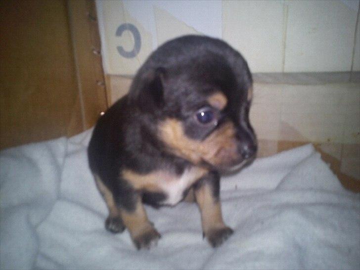 Blanding af racer Louie billede 2