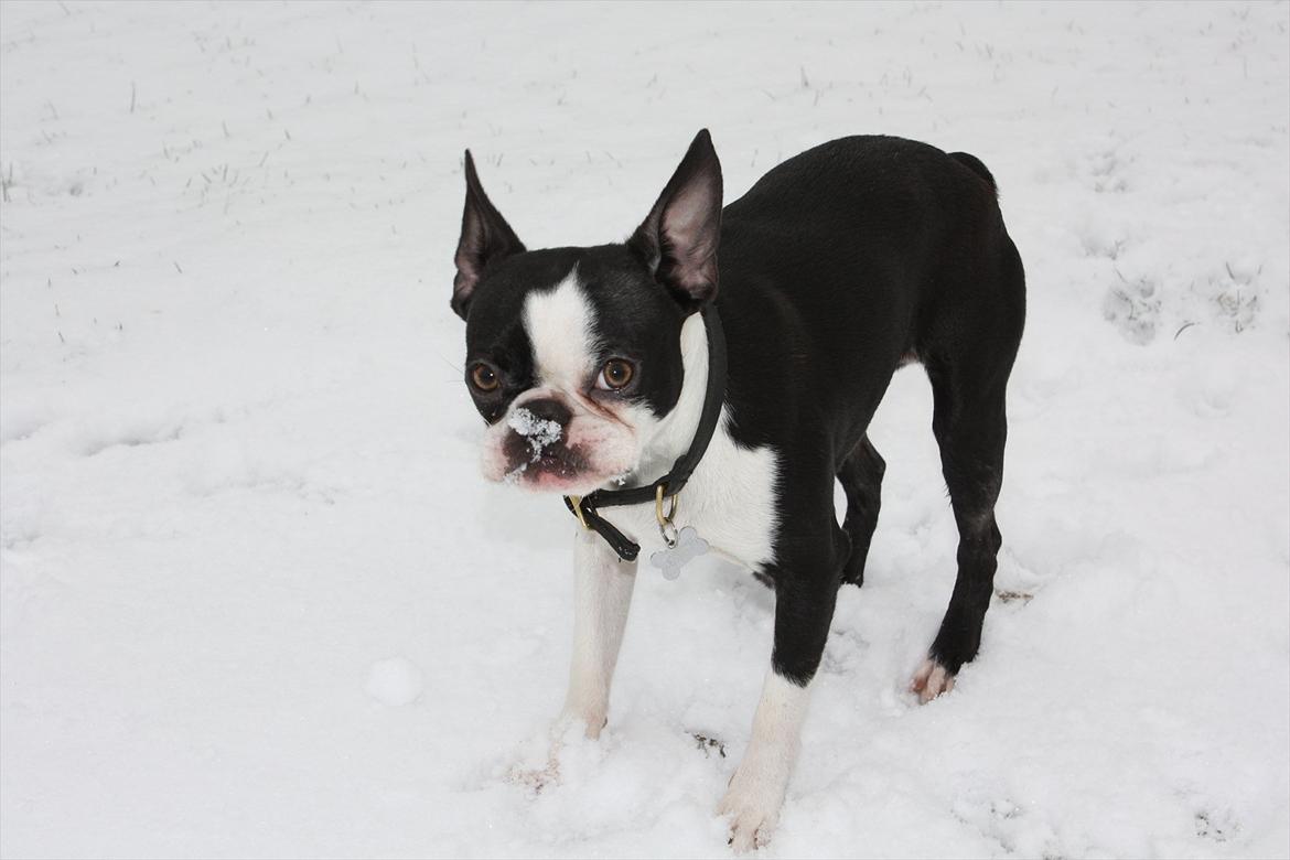Boston terrier Hector billede 17