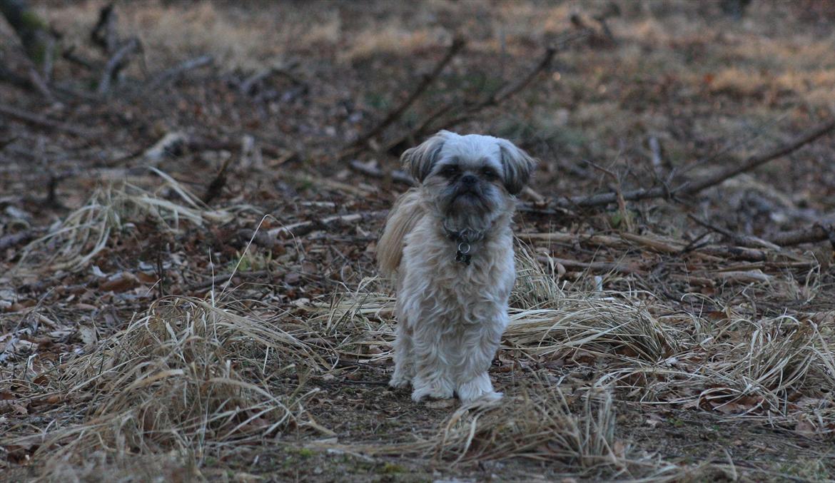 Shih tzu Gizmo *Besøgsven*  - Velkommen til Gizmo's profil :) billede 1