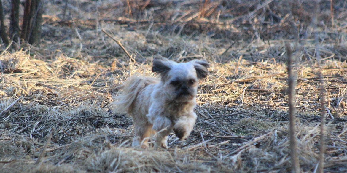 Shih tzu Gizmo *Besøgsven*  billede 15