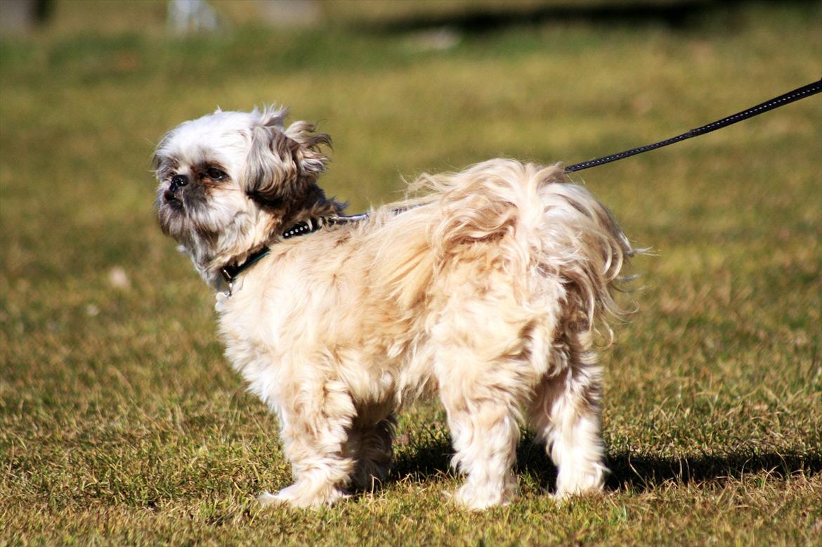 Shih tzu Gizmo *Besøgsven*  - Gizmo en solskinsdag nede i parken :) billede 16