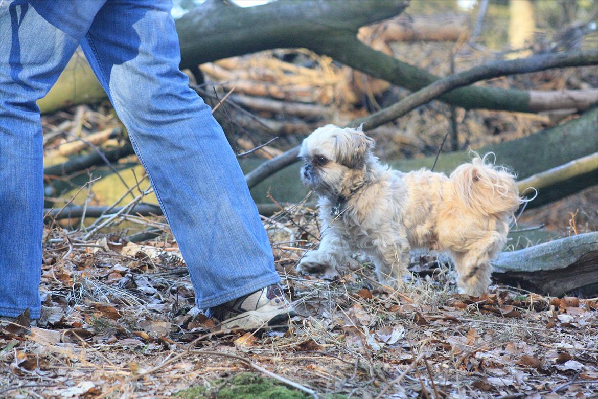 Shih tzu Gizmo *Besøgsven*  billede 17