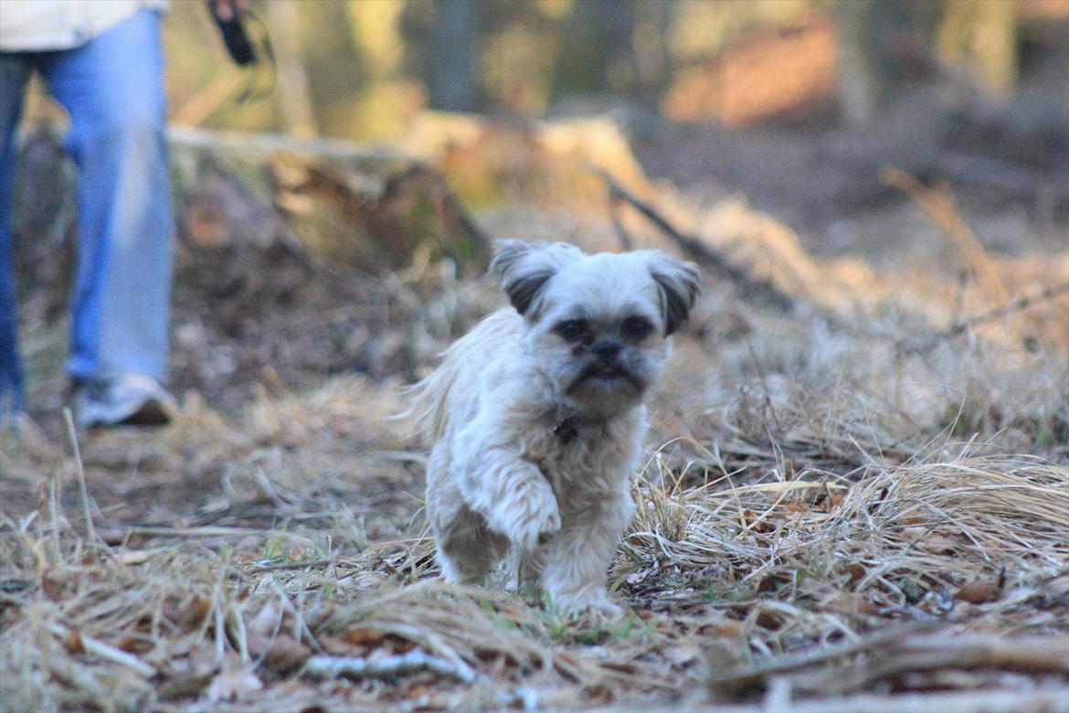 Shih tzu Gizmo *Besøgsven*  billede 18