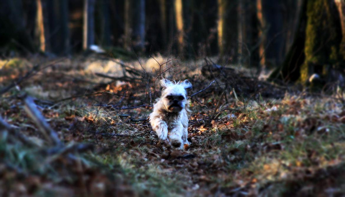 Shih tzu Gizmo *Besøgsven*  - Fuld fart fremad ! billede 19