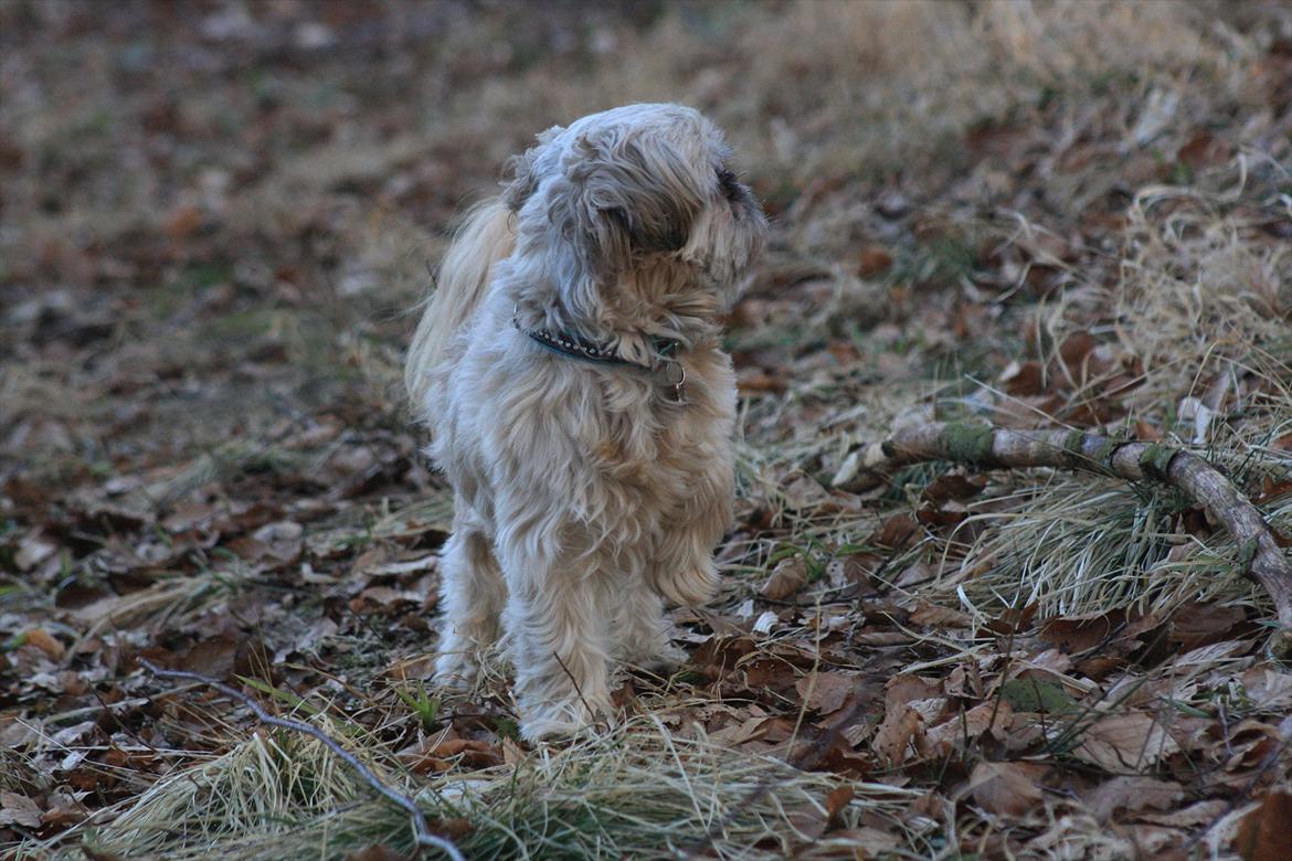 Shih tzu Gizmo *Besøgsven*  - Tak fordi i kiggede med :) billede 20