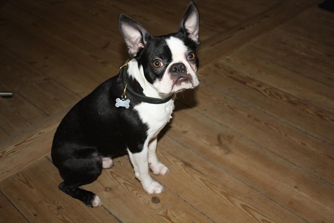 Boston terrier Hector billede 18
