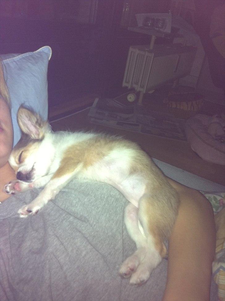 Chihuahua bella billede 9