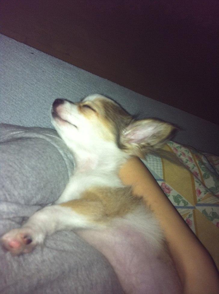 Chihuahua bella billede 10