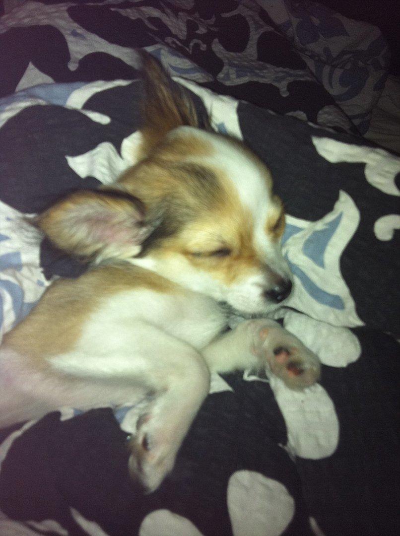 Chihuahua bella billede 12