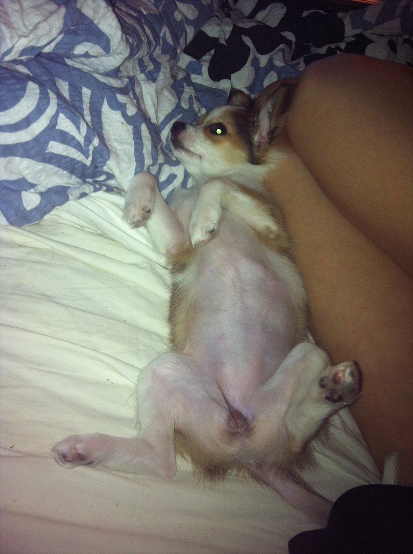 Chihuahua bella billede 13