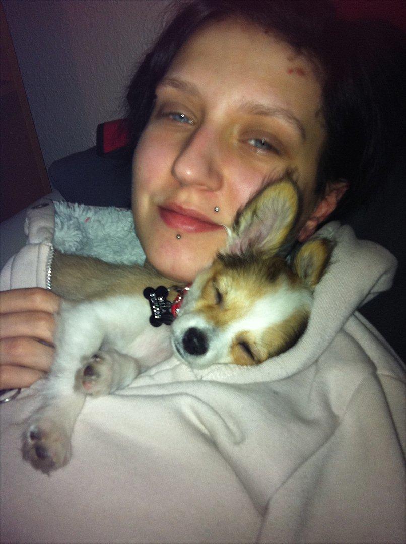 Chihuahua bella billede 14
