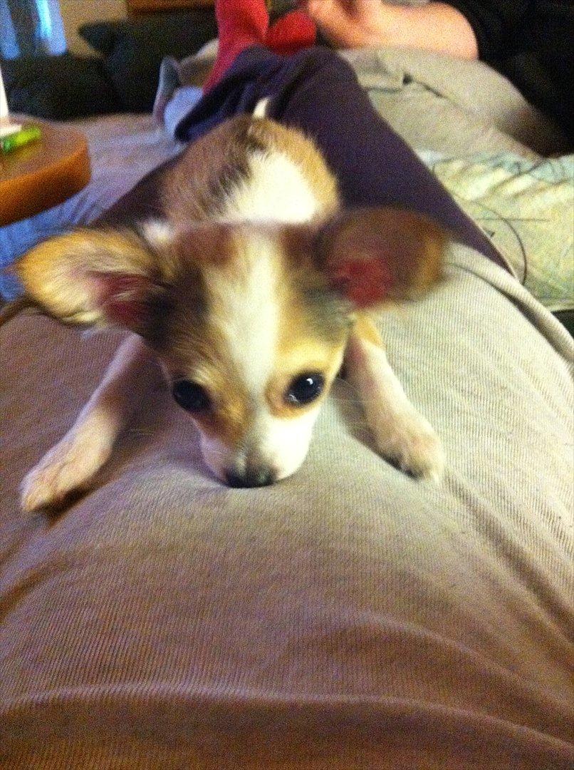 Chihuahua bella billede 15