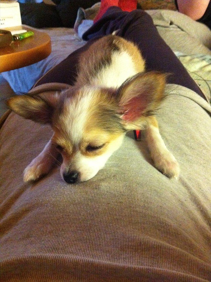 Chihuahua bella billede 16