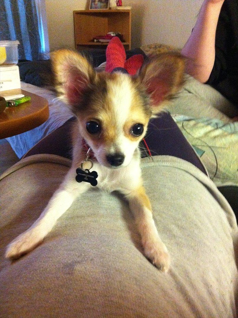 Chihuahua bella billede 17