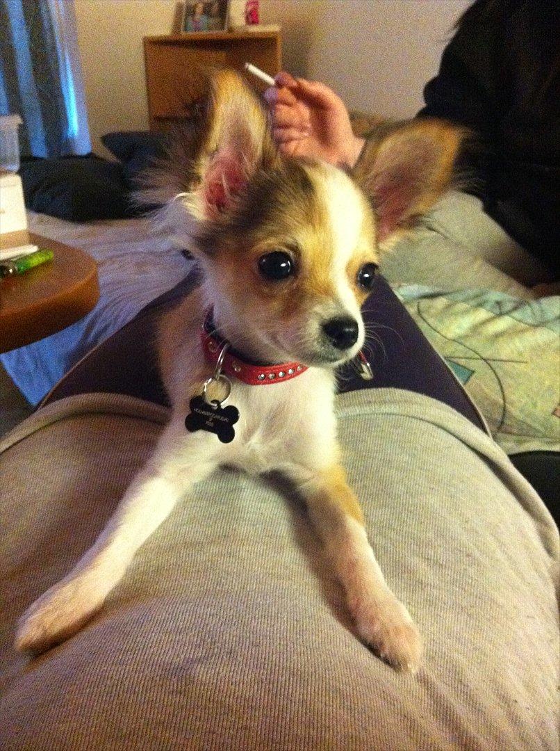Chihuahua bella billede 18