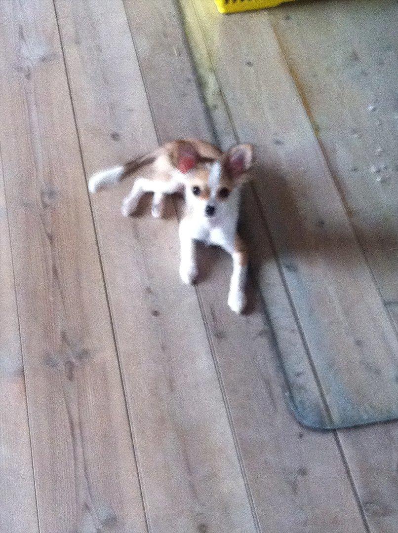 Chihuahua bella billede 19