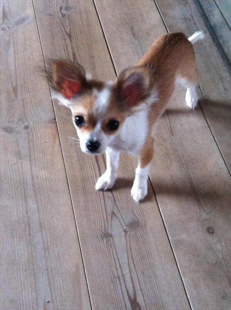 Chihuahua bella billede 20